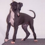"Marchwind's Moment In Time" Blue Italian Greyhound Male